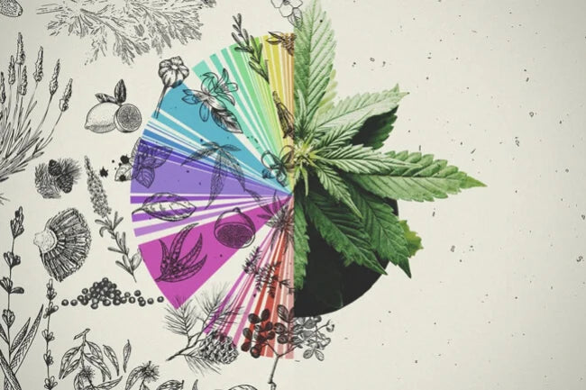 Terpenes - Hemp's Tiny, Mighty Warriors