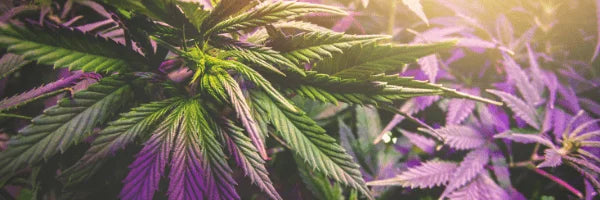 How Terpenes Enhance CBD Powers