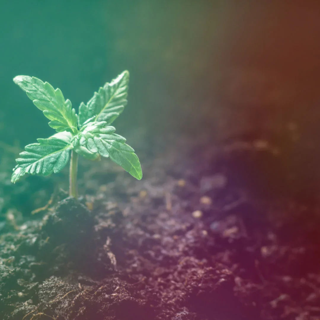 The 1, 2, 3s of CBD --- Part One