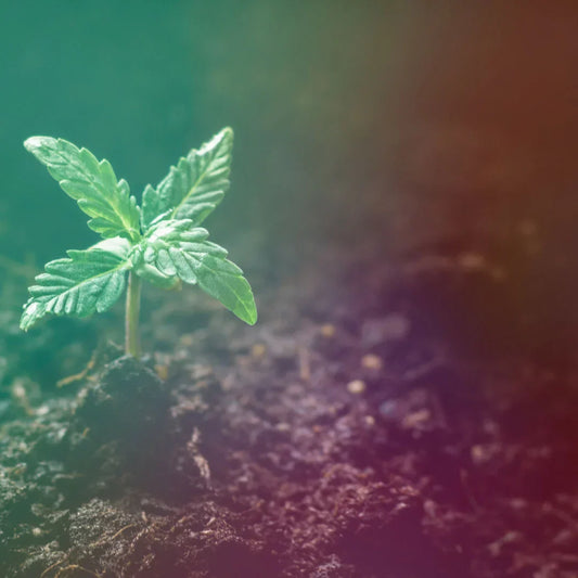 The 1, 2, 3s of CBD --- Part One