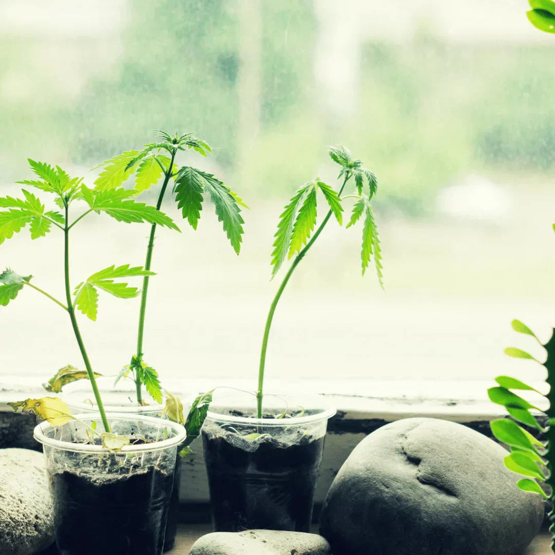 How to Manage Anxiety With CBD